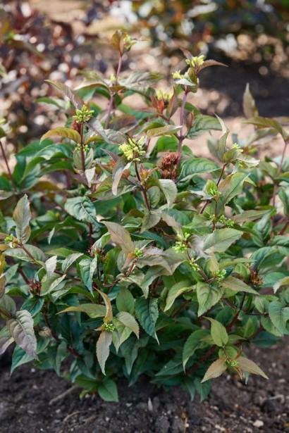 Діервілла сидячолиста Меджикал Грін Драгон|Diervilla sessilifolia `Magical Green Dragon`®|Диервилла Меджикал Грин Драгон